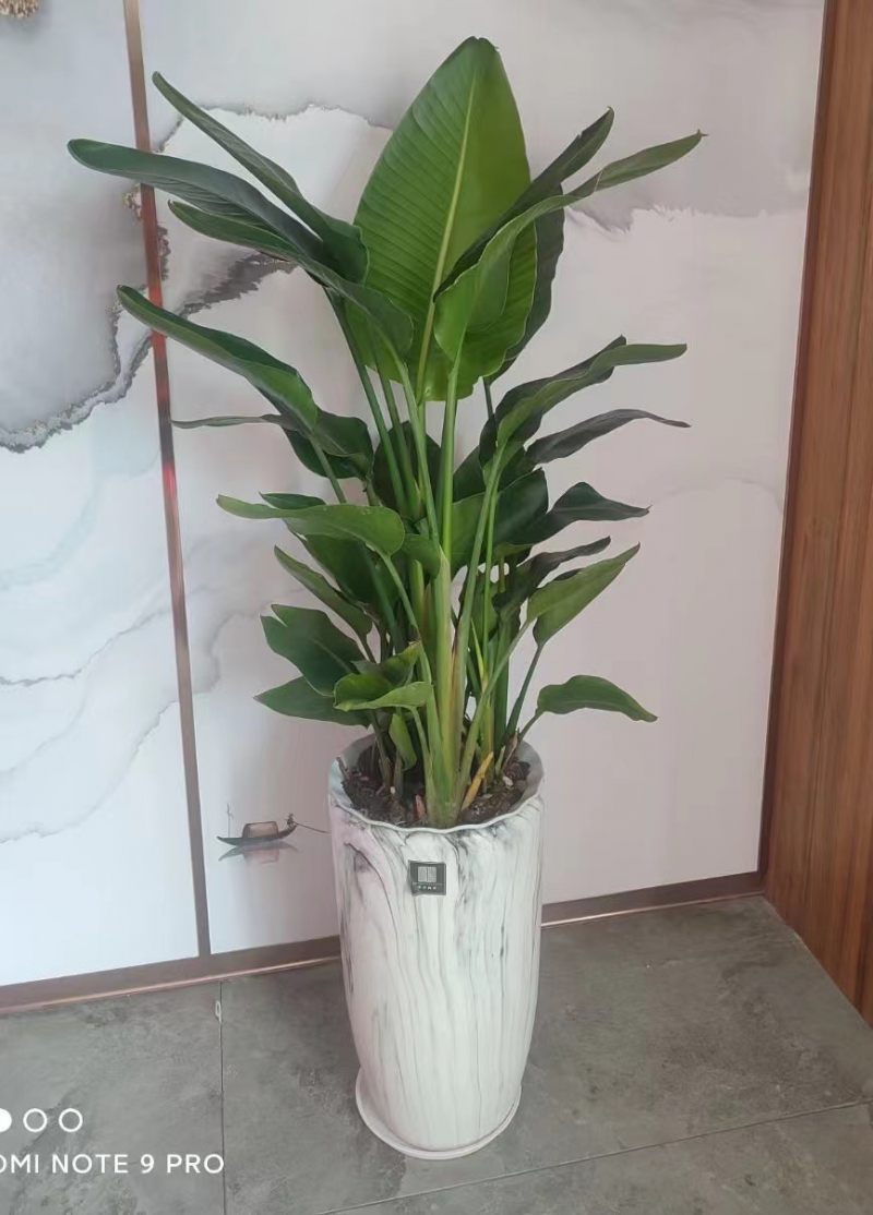 天堂鸟- 盆栽系列- 产品展示-深圳市花木兰园林绿化有限公司
