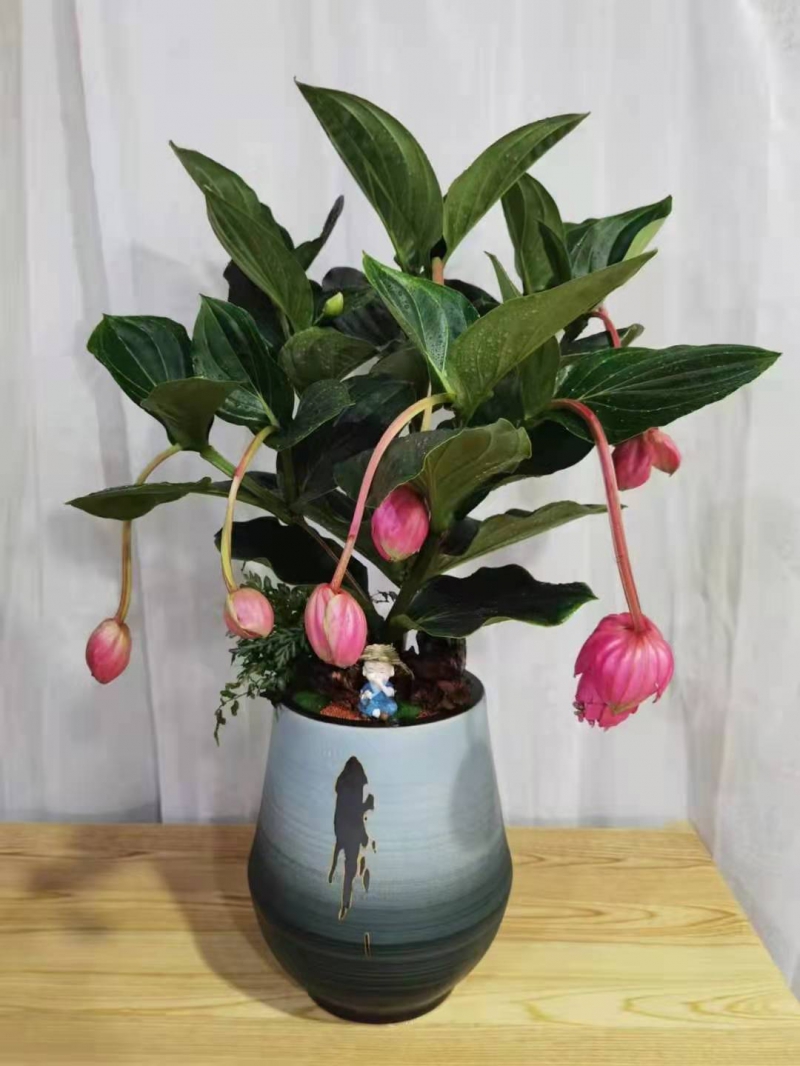 宝莲灯